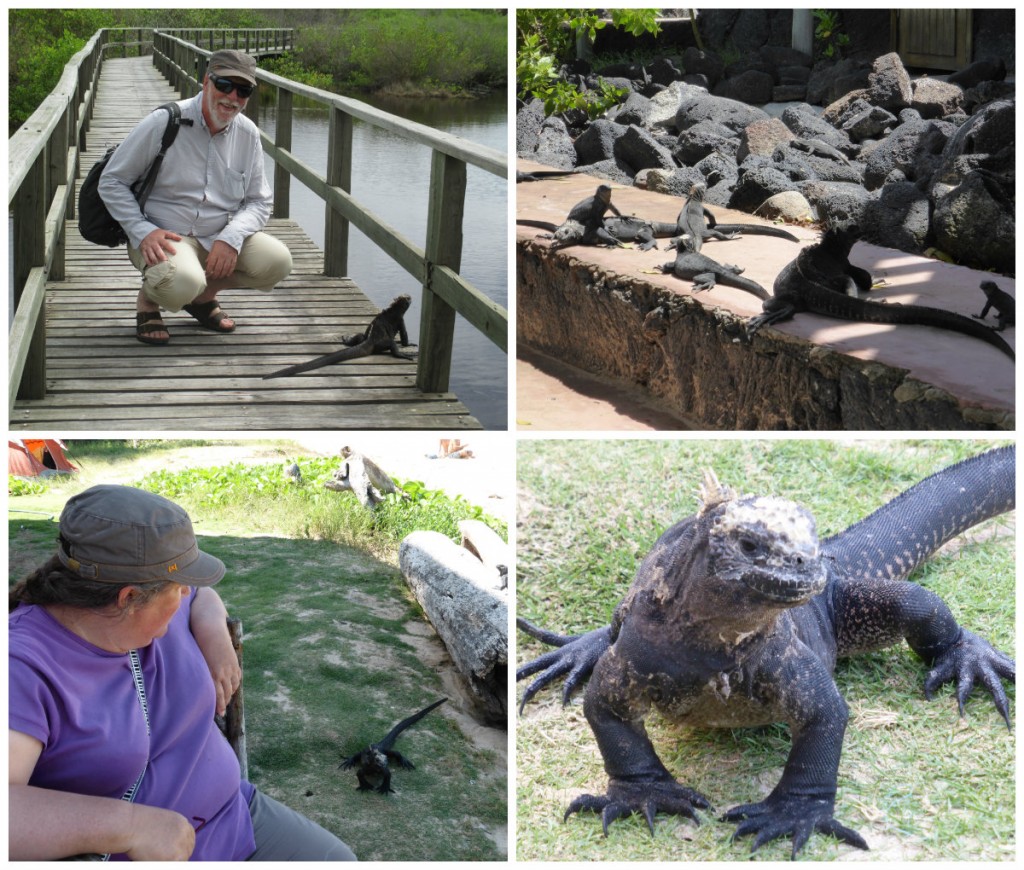 collage iguanes