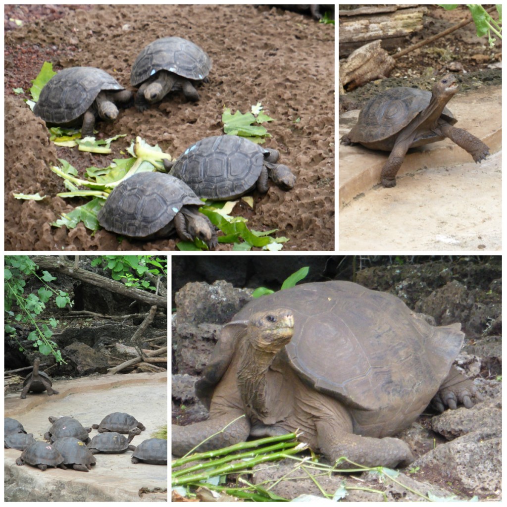 collage tortues 2